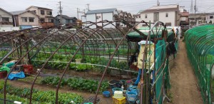 2020年春オープン！『堺出島町農園』で野菜作りをしませんか？